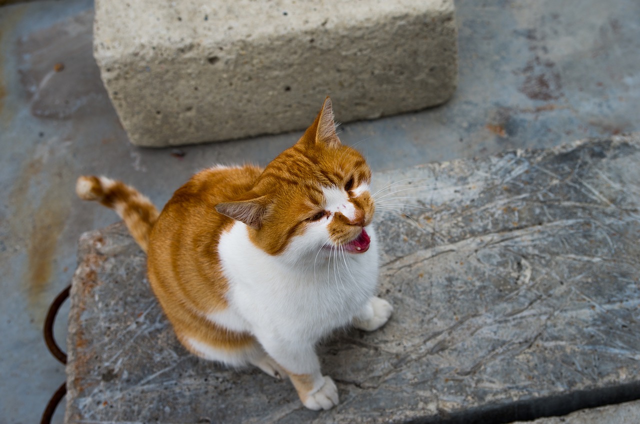 Free Wild Cat photo and picture