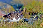 stone waltz, waders, birds