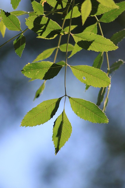 Free Leaf Reverse Light photo and picture