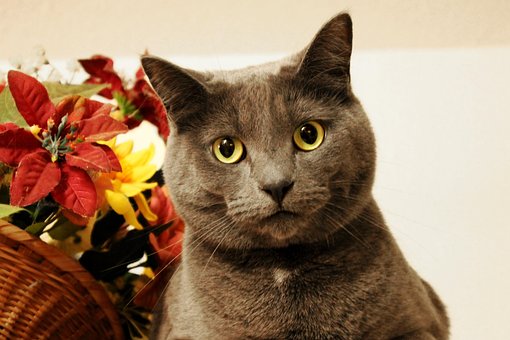 Free Cat Plant photo and picture