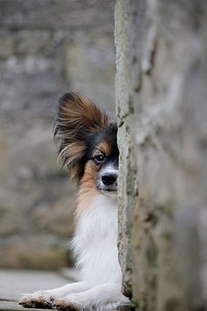 Papillon, Visning, Væg, Øje, Watch, Hund