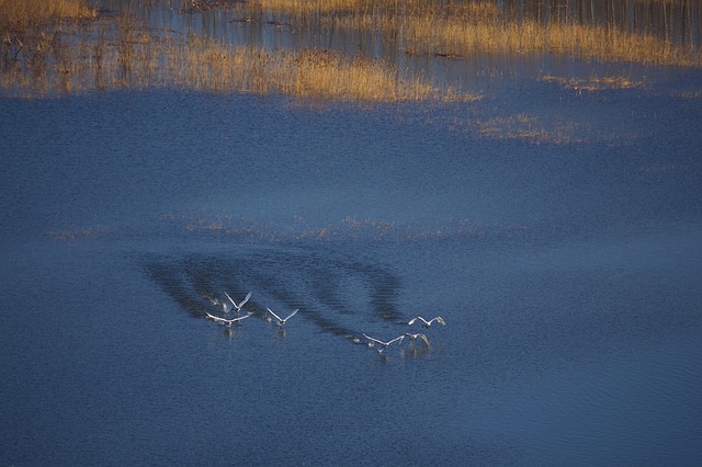 Schwan, Abheben, Gelber Fluss, Vögel