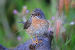 bird, pink bird, whiskered