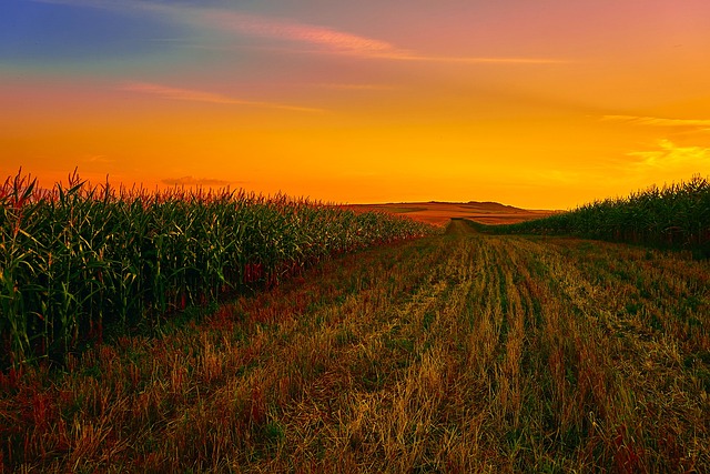Corn Field Cornfield Free Photo On Pixabay