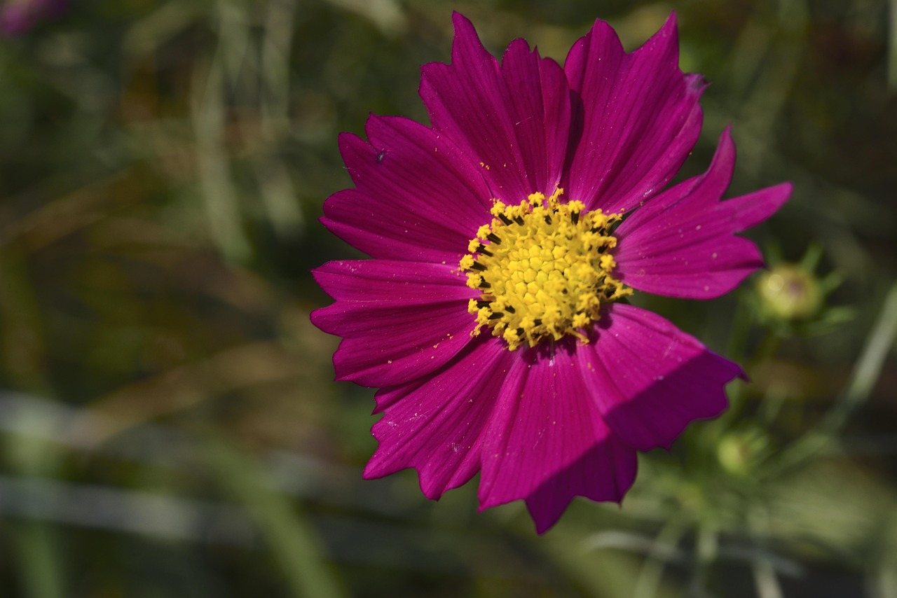 Planta Cosmosului Floare Aplice - Fotografie gratuită pe Pixabay