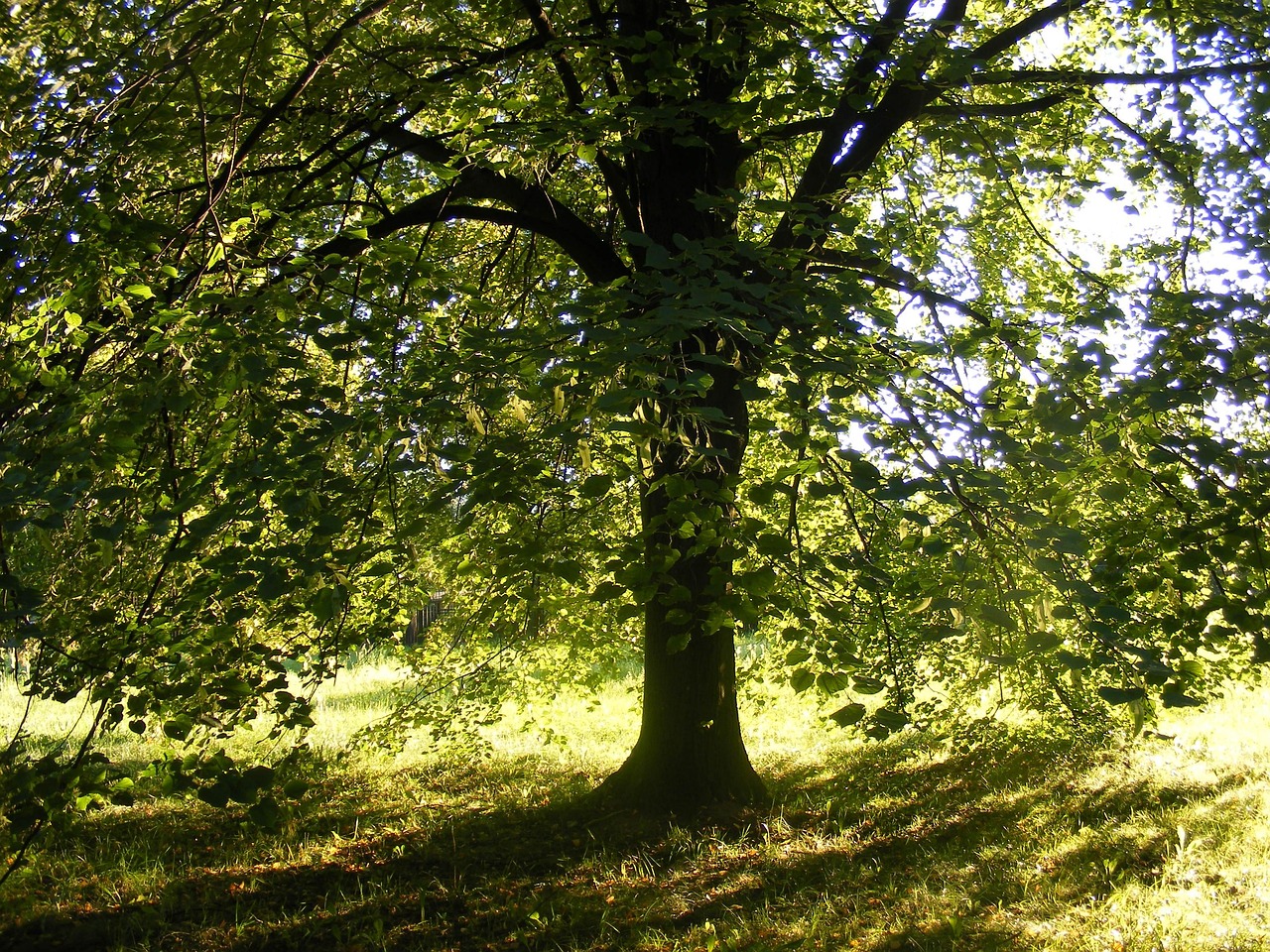 Tree Lime Green - Free photo on Pixabay