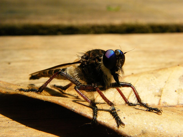 Free Fly Insect photo and picture