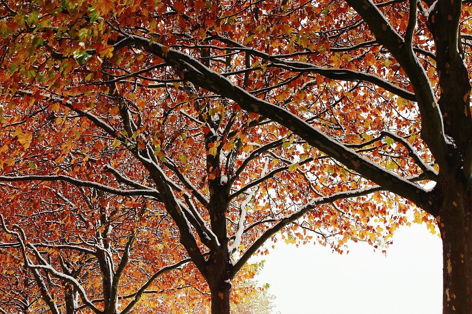 Trees Autumn Winter · Free photo on Pixabay