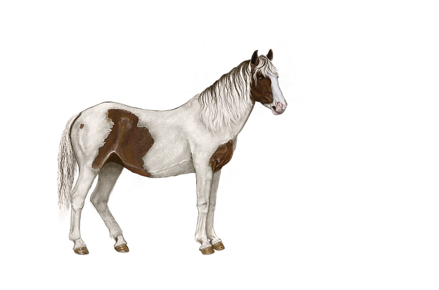 Download free HD stock image of Horse Mottled Free horse mottled white illustration