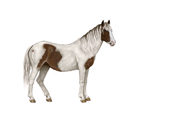 2,000+ Free White Horse & Horse Images - Pixabay