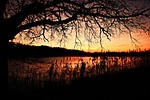 afterglow, sunset, reed