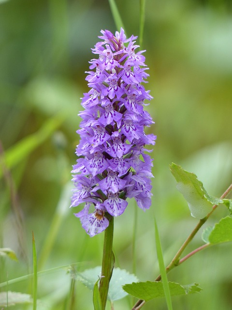 Orchidee, Wilde Bloemen