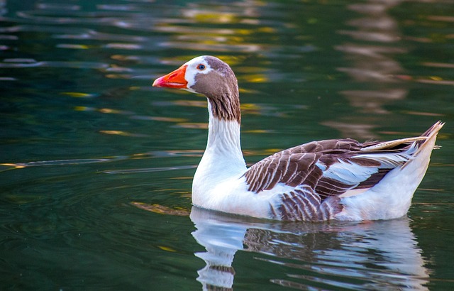Free Duck Nature photo and picture