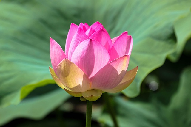 Lotus, Vuur, Frumustete, Kleur