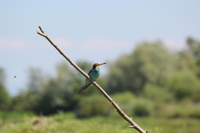 Vogelstand, Rammen, Bij, Vlucht