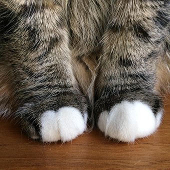 Free Cat Paws photo and picture