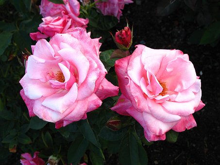 Free Rose Flower photo and picture