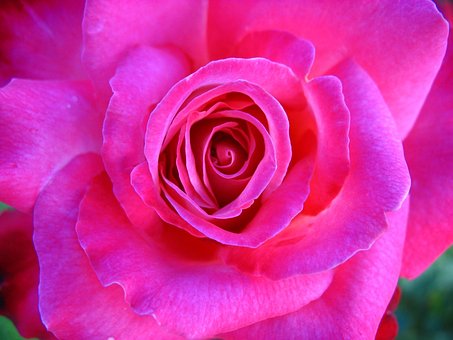Free Rose Flower photo and picture