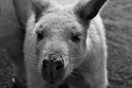 Free Kangaroo Nature photo and picture