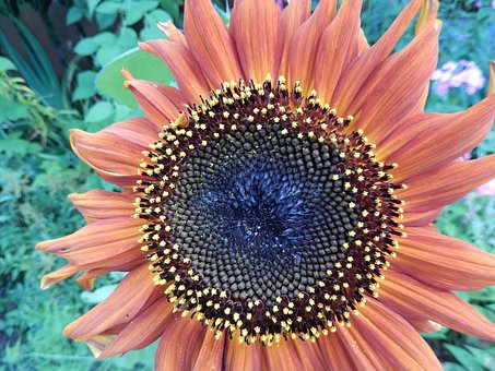 Solsikke, Blomst, En, Sommer, Have
