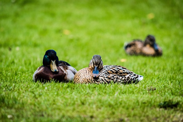Free Duck Grass photo and picture