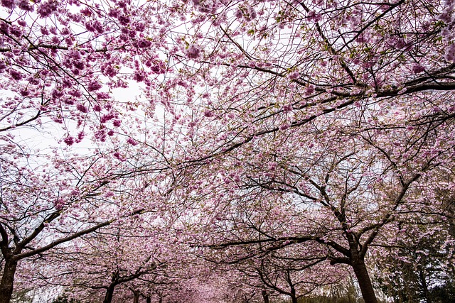 Free Sakura Sky photo and picture
