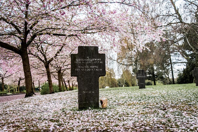 Free Sakura Sky photo and picture