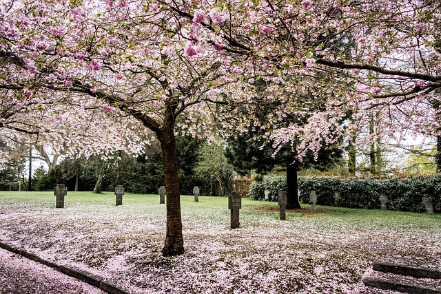 Free Sakura Sky photo and picture