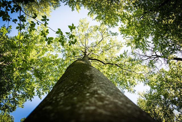 Free Tree Trunk photo and picture