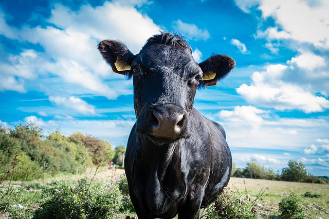 Free Cow Animal photo and picture