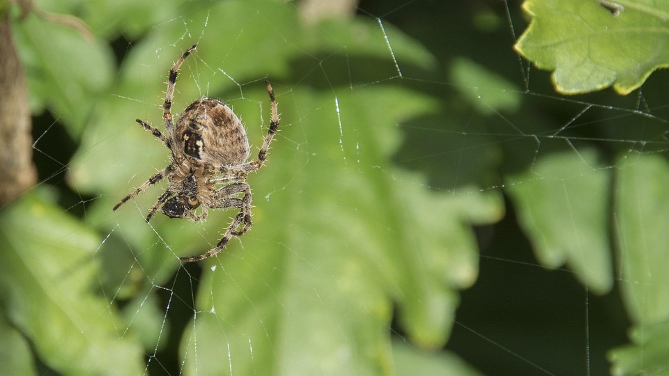 Araña Naturaleza - Foto gratis en Pixabay - Pixabay