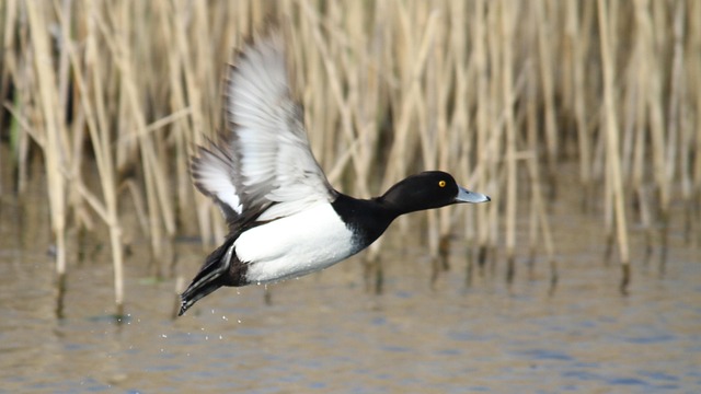 Pato, Tufted-Duck, Fauna Silvestre