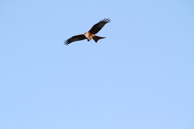 Cometa Roja, Raptor, Vuelo, Presa