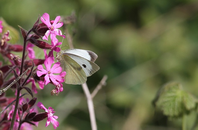 Mariposa, Flor, Naturaleza, Rosado