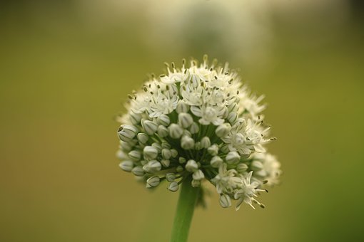 Anteras, Flores De Cebola, Flor, Branco