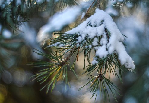 Free Snow Winter photo and picture