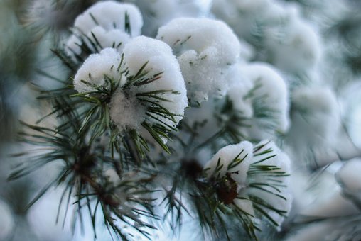 Free Snow Winter photo and picture