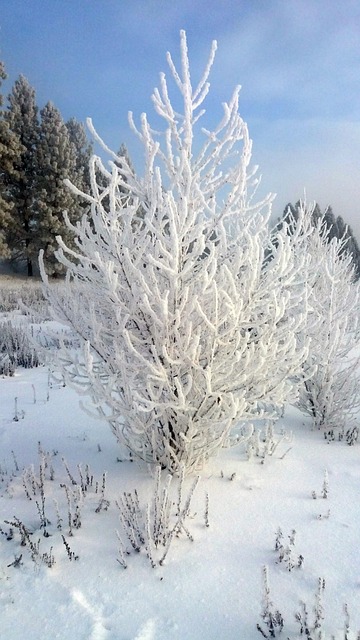 Spokane Fluss, Winter, Baum, Gefroren