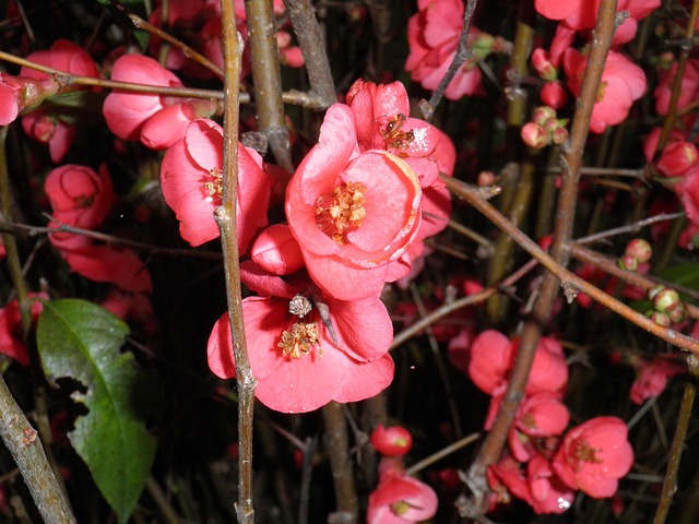 Free Blooming Branches Pink Flowers photo and picture