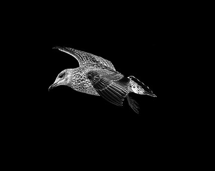 Free Seagull Black photo and picture