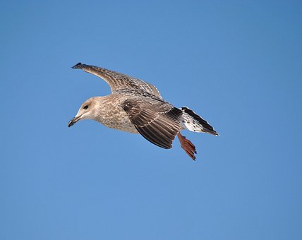 Free Seagull Nature photo and picture