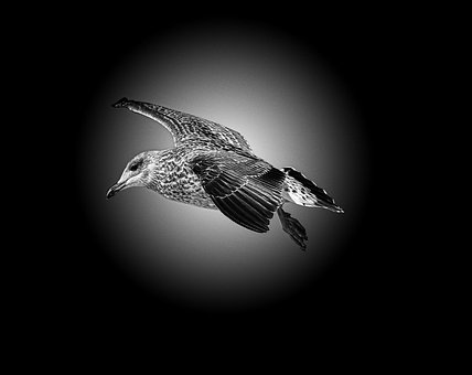 Free Seagull Black photo and picture