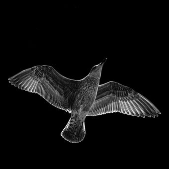 Free Seagull Black photo and picture