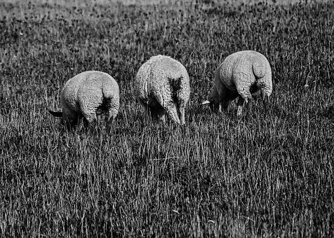 Free Sheep Backside photo and picture