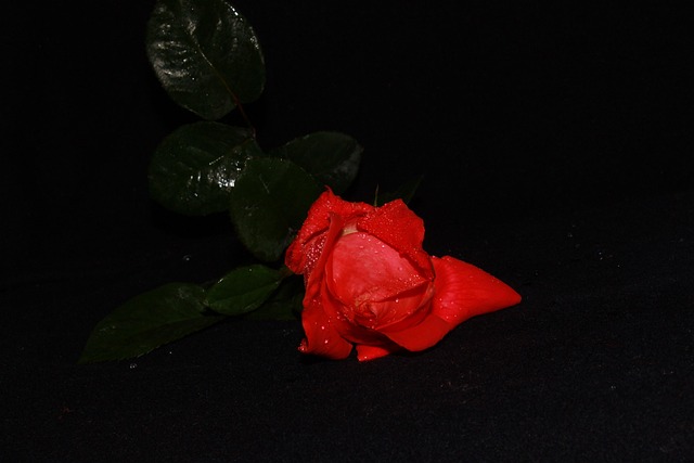 Free Rose Red photo and picture