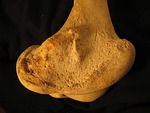 bone, femur, skeleton