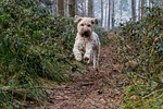 dog, jump, play