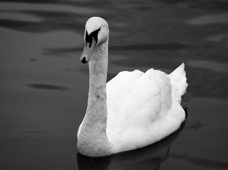 Cisne, Preto E Branco, Natureza