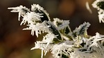 leaves, leaf, icicle