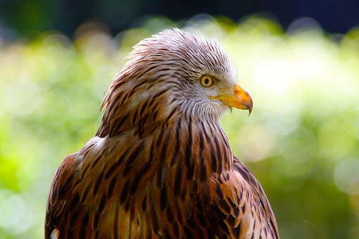 480+ Gambar Burung Elang Merah Terbaik